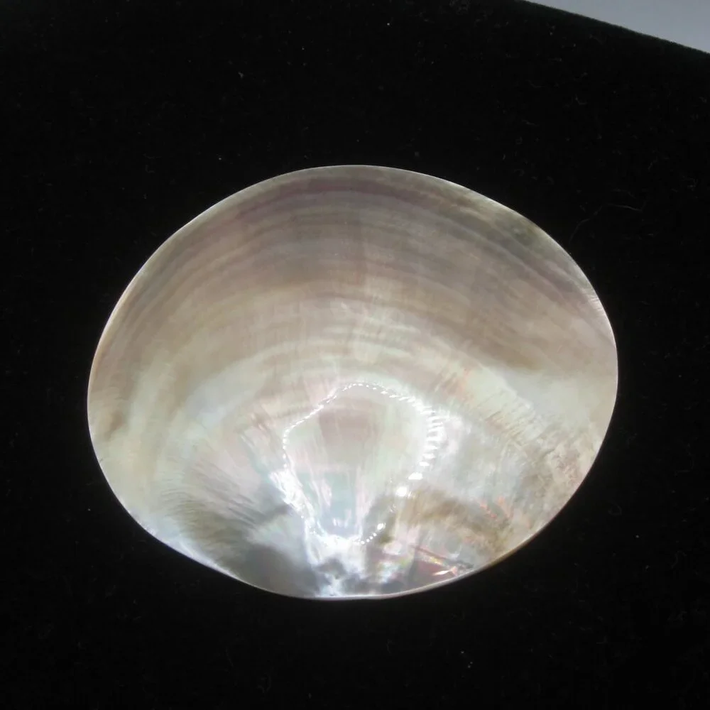 Vintage Shell Belt Clip Buckle